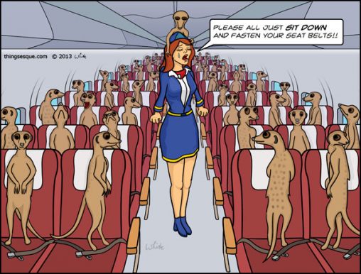 Meerkats on a Plane