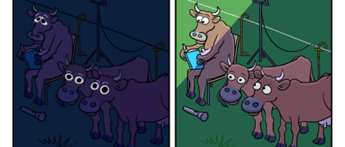 Cow Night Light