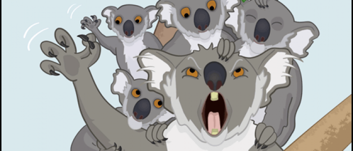 Unbearable Koalas