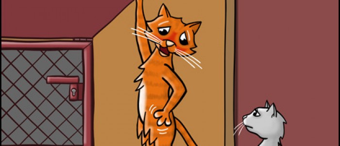 Cat Key Crisis