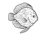 fish-04