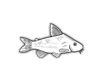fish-08