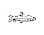 fish-10