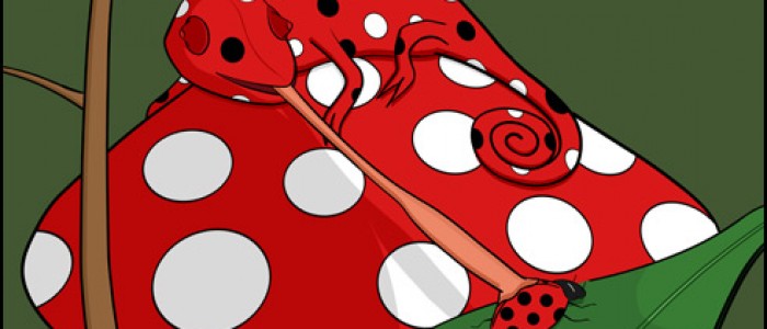 Ladybird Chameleon