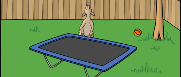 Kangaroo Trampoline Bounce