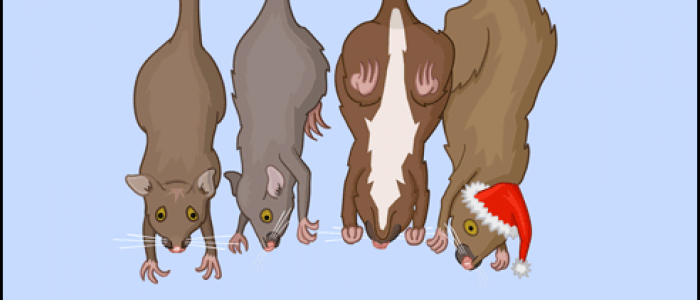 Fifth Day of Christmas