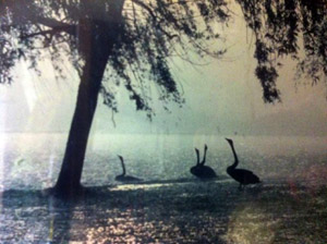 Swans in Hail Storm