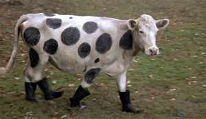 Top Secret Cow