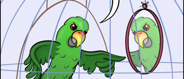 Parrot Cage Fight