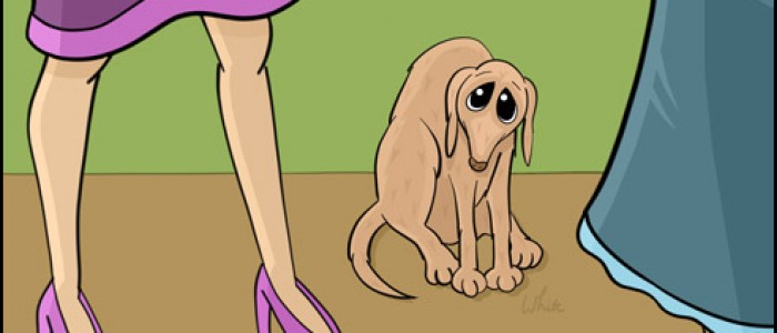 Dog Found on the Internet