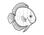 fish-03