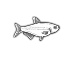 fish-05