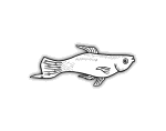 fish-06