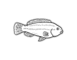 fish-07