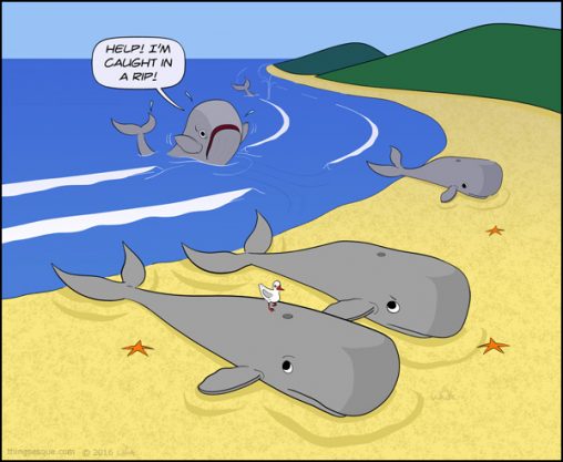 Whale Fail