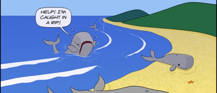 Whale Fail
